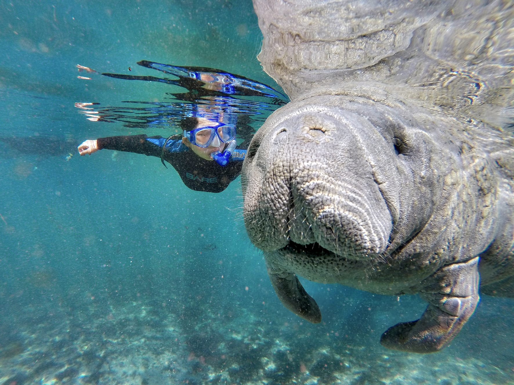 Read more about the article 5 enestående oplevelser – smil, snorkling og søkøer