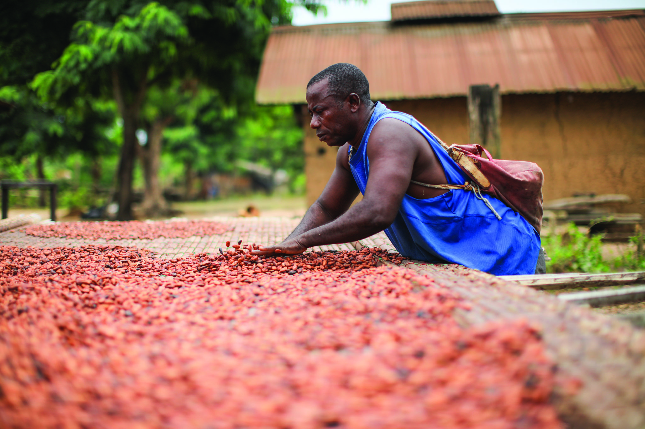 Read more about the article NESTLÉ minimerer risikoen for børnearbejde gennem øget indtjening